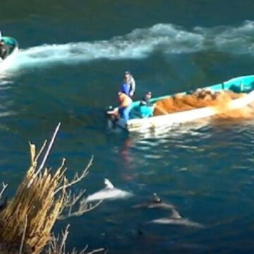 Desumano: Caçadores utilizam tortura sonora para matar golfinhos pelo Mundo