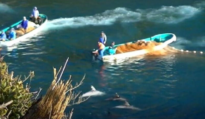 Desumano: Caçadores utilizam tortura sonora para matar golfinhos pelo Mundo