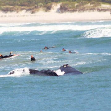 Baleias dividem outside com surfistas