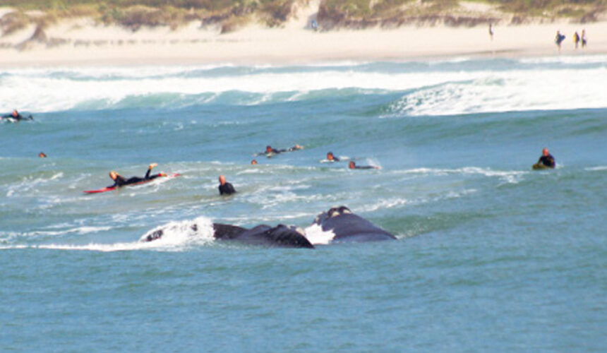Baleias dividem outside com surfistas