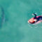Surfista quase encosta em tubarão-branco